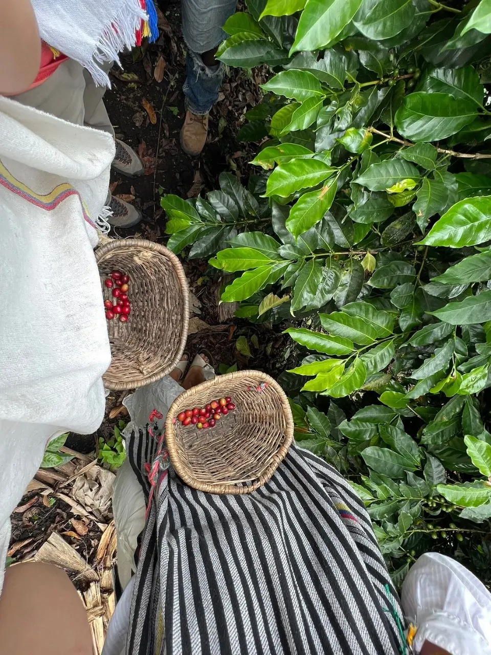 Coffee Tour Finca Luger con Transporte Privado