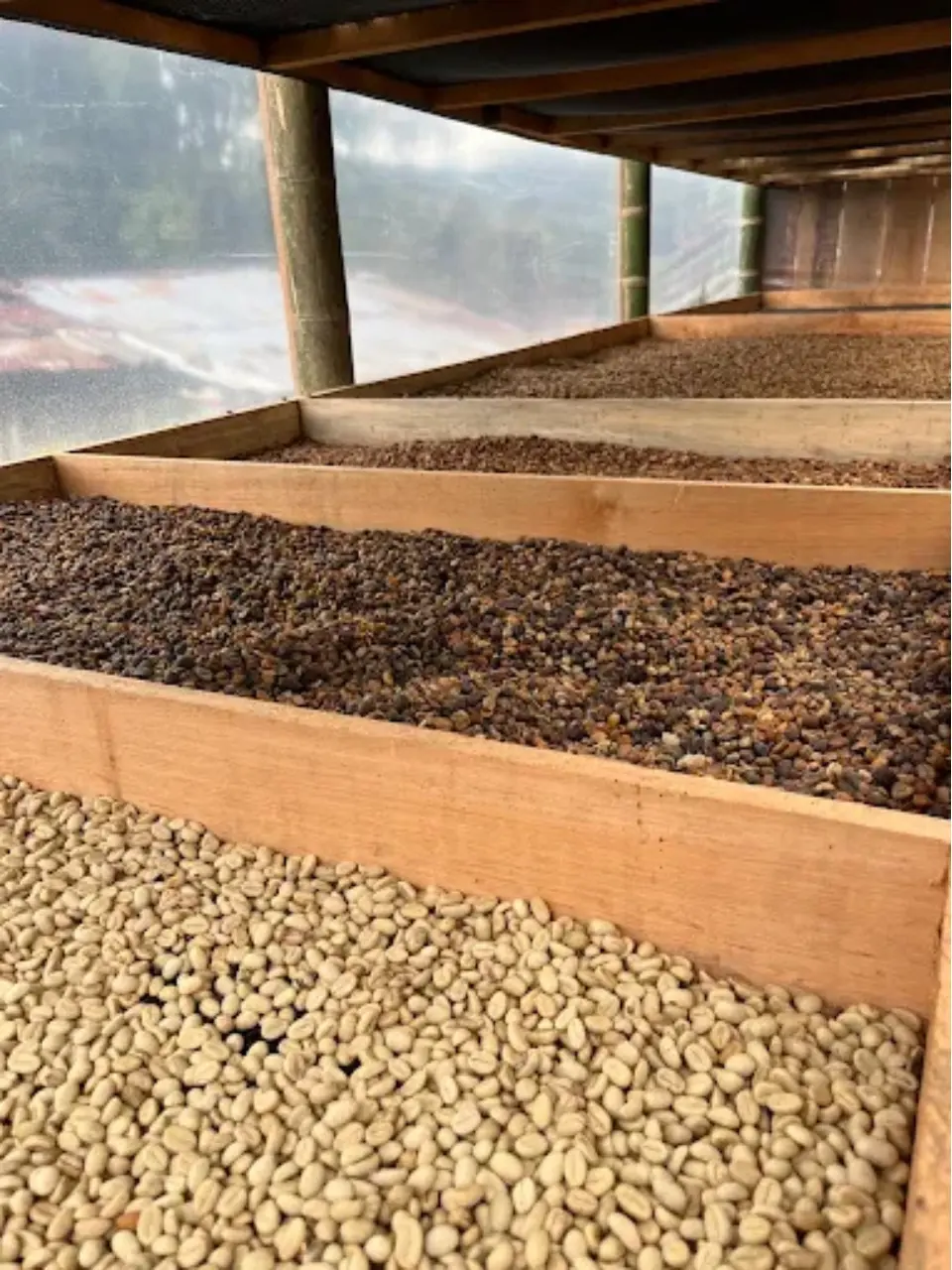 Coffee Tour Finca Luger con Transporte Privado