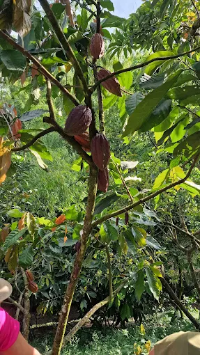 Tour del Cacao en Finca Evelyza, Circasia Quindío